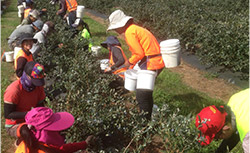 workers picking harvesting crops