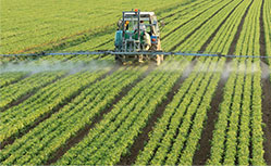 australia's leading agriculture labour hire company casual permanent season workers fruit picking crop harvest